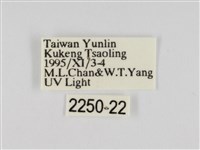 線紋篩蛾藏品圖，第3張