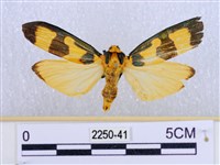 閃光苔蛾藏品圖，第1張