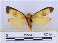 閃光苔蛾藏品圖，第2張