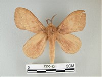 波紋枯葉蛾藏品圖，第1張