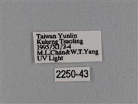 波紋枯葉蛾藏品圖，第3張