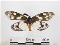 蓬萊茶斑蛾藏品圖，第1張