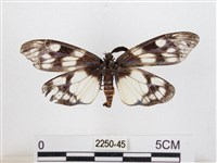 蓬萊茶斑蛾藏品圖，第2張