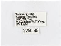 蓬萊茶斑蛾藏品圖，第3張