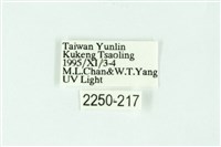 三條橙燈蛾藏品圖，第3張