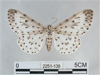 大胡麻斑星尺蛾藏品圖，第1張