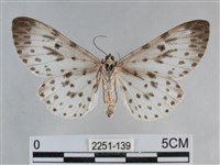 大胡麻斑星尺蛾藏品圖，第2張