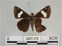 曲紋袖弄蝶藏品圖，第1張