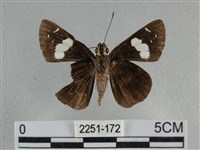 曲紋袖弄蝶藏品圖，第2張