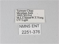 臺灣卵翅蛾藏品圖，第3張