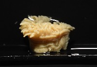 等指海葵藏品圖，第1張
