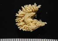 等指海葵藏品圖，第2張