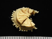 等指海葵藏品圖，第3張