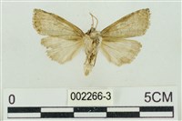 帶波紋蛾藏品圖，第2張