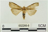 帶波紋蛾藏品圖，第1張