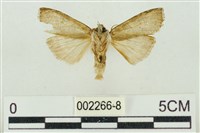 帶波紋蛾藏品圖，第2張