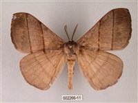 黑胸帶蛾藏品圖，第1張