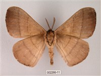 黑胸帶蛾藏品圖，第2張