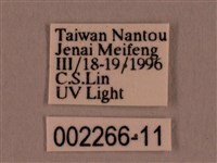 黑胸帶蛾藏品圖，第3張