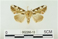 連珠波紋蛾藏品圖，第1張