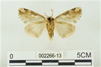 連珠波紋蛾藏品圖，第2張