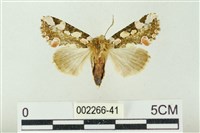 連珠波紋蛾藏品圖，第1張