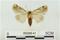 連珠波紋蛾藏品圖，第2張