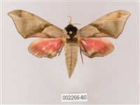 榆綠天蛾藏品圖，第1張