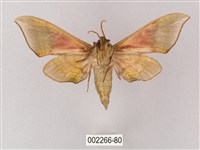 榆綠天蛾藏品圖，第2張