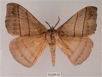 黑胸帶蛾藏品圖，第1張