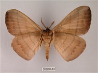 黑胸帶蛾藏品圖，第2張