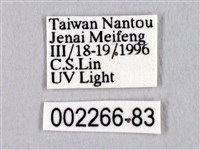 黑胸帶蛾藏品圖，第3張