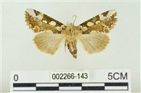 連珠波紋蛾藏品圖，第1張