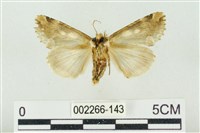 連珠波紋蛾藏品圖，第2張