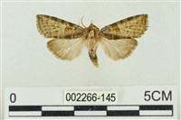 帶波紋蛾藏品圖，第1張