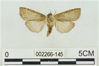 帶波紋蛾藏品圖，第2張