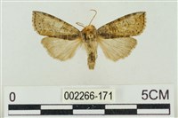 帶波紋蛾藏品圖，第1張