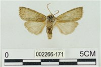 帶波紋蛾藏品圖，第2張