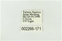 帶波紋蛾藏品圖，第3張