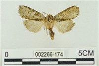 帶波紋蛾藏品圖，第1張