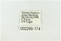 帶波紋蛾藏品圖，第3張