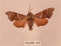 楓天蛾藏品圖，第1張