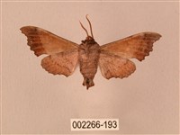 楓天蛾藏品圖，第2張