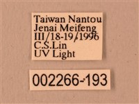 楓天蛾藏品圖，第3張