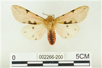 棍棒污燈蛾藏品圖，第1張