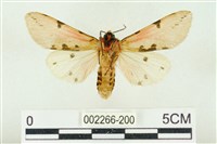 棍棒污燈蛾藏品圖，第2張