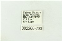 棍棒污燈蛾藏品圖，第3張