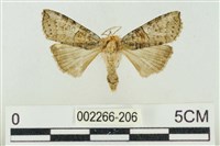 帶波紋蛾藏品圖，第1張