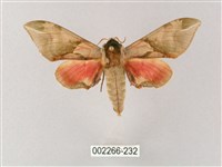 榆綠天蛾藏品圖，第1張