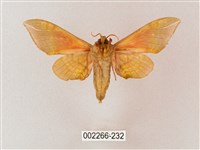 榆綠天蛾藏品圖，第2張